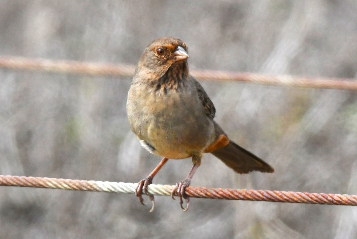 California Towhee - ML642953185