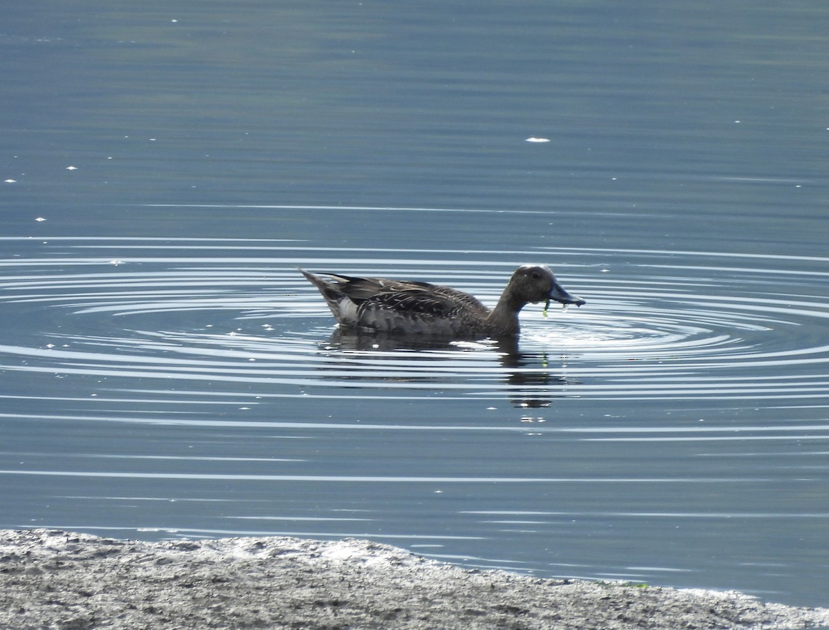 Northern Pintail - ML642953186