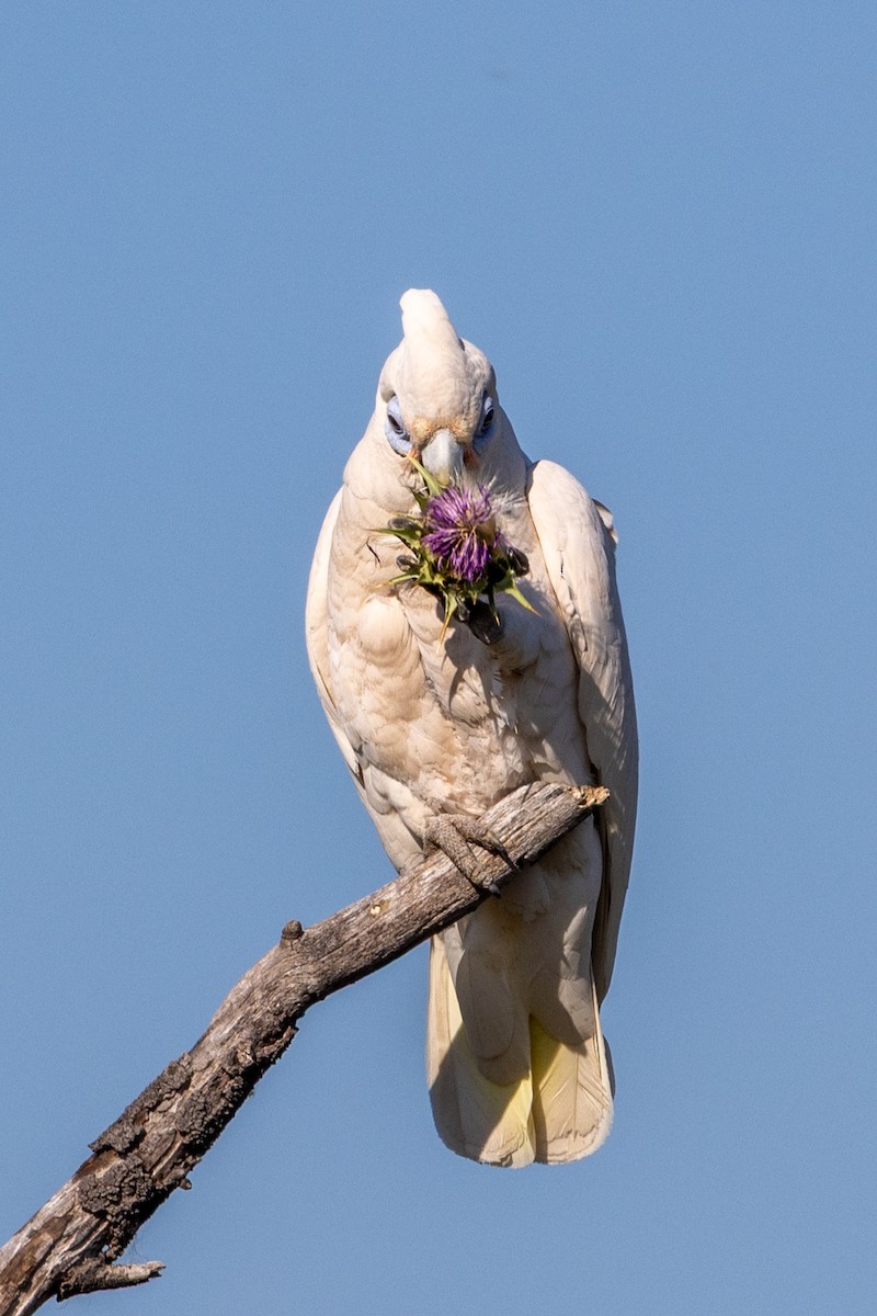 Little Corella - ML642953188