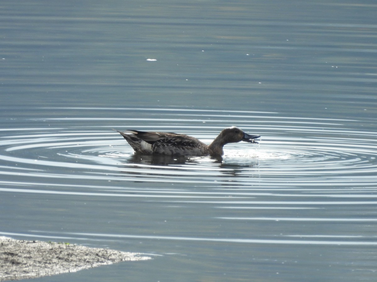 Northern Pintail - ML642953189