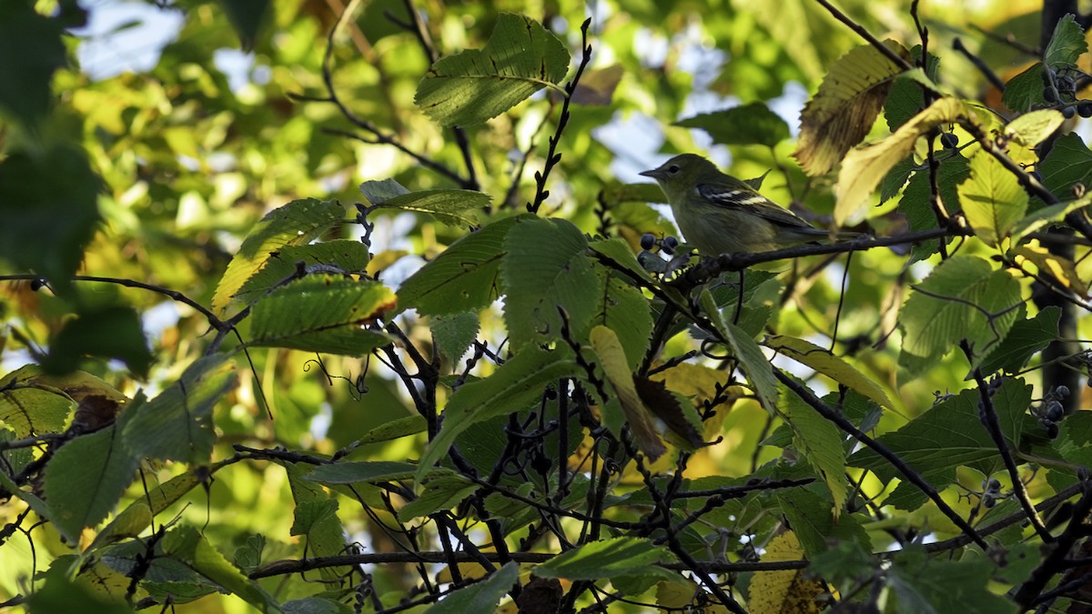 Bay-breasted Warbler - ML642953191