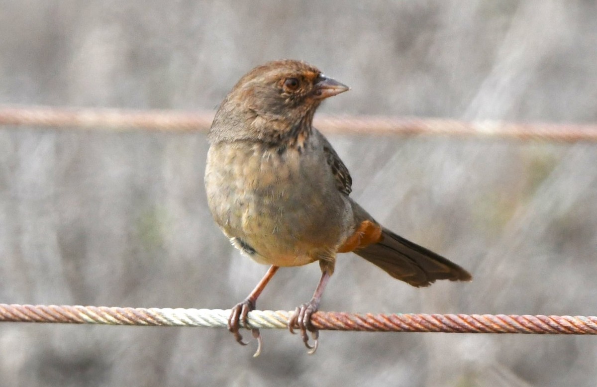 California Towhee - ML642953192
