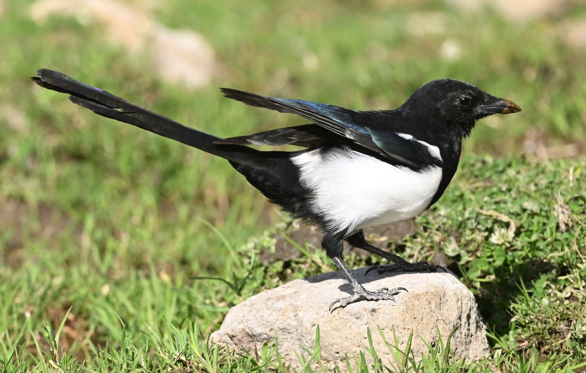Eurasian Magpie - ML642953194