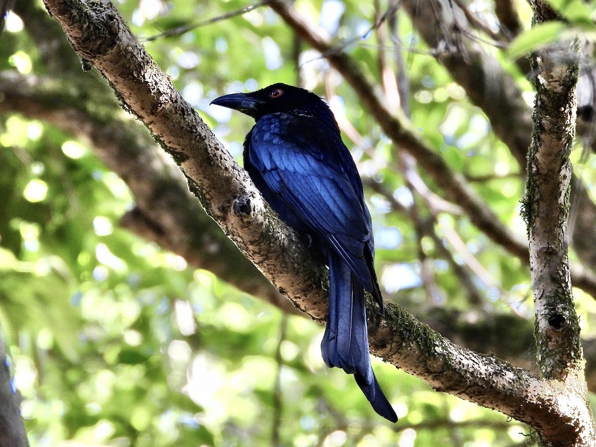 Spangled Drongo - ML642953196
