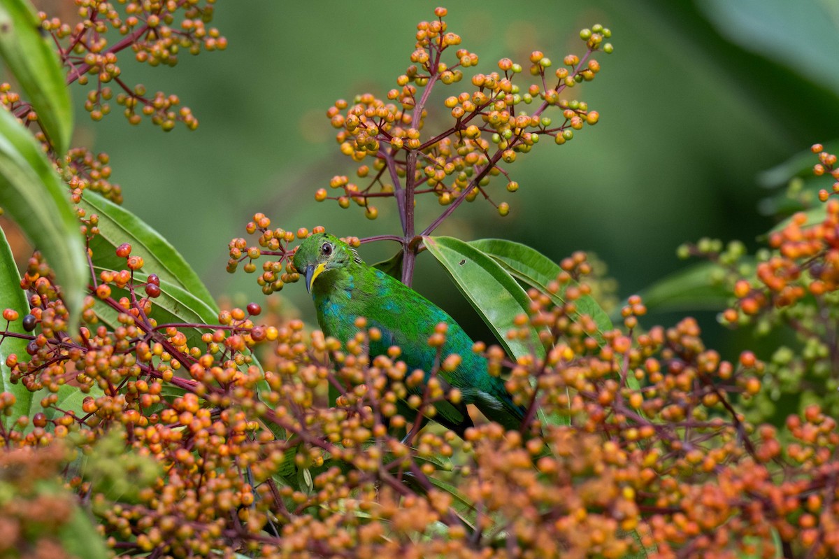 Green Honeycreeper - ML642953198