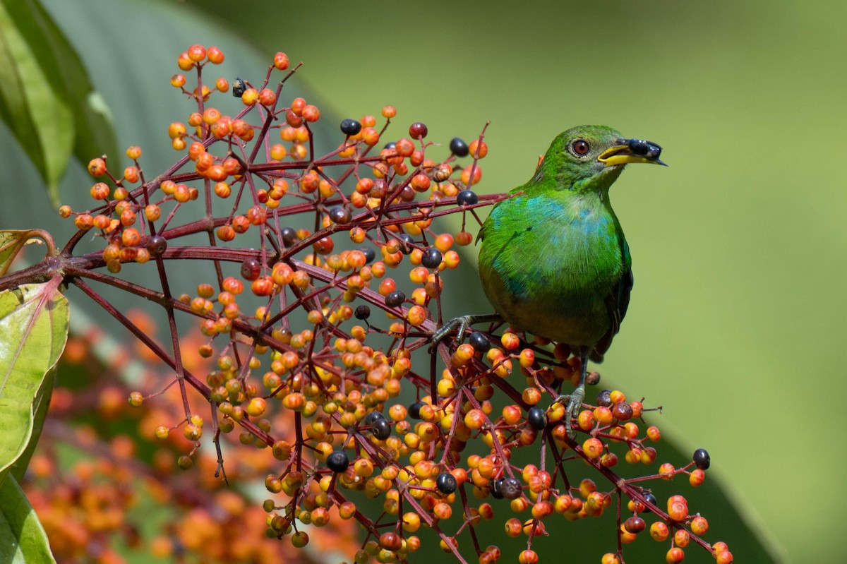 Green Honeycreeper - ML642953199