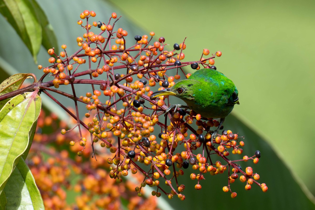 Green Honeycreeper - ML642953202