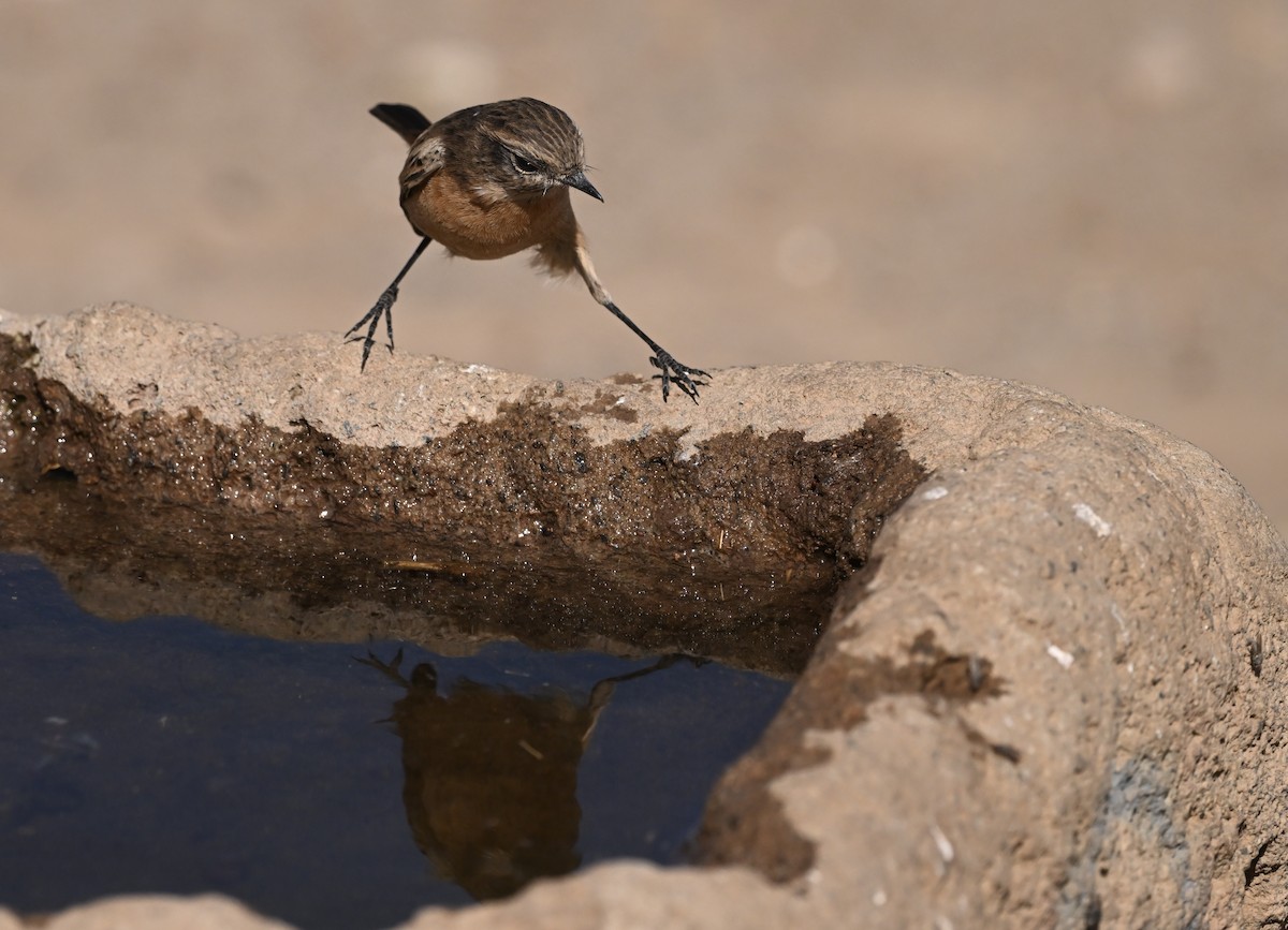European Stonechat - ML642953217