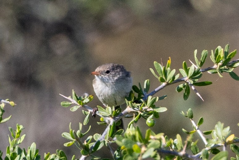 White-winged Fairywren - ML642953218