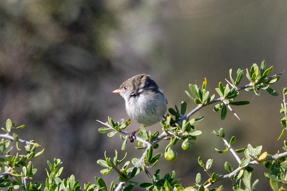 White-winged Fairywren - ML642953219