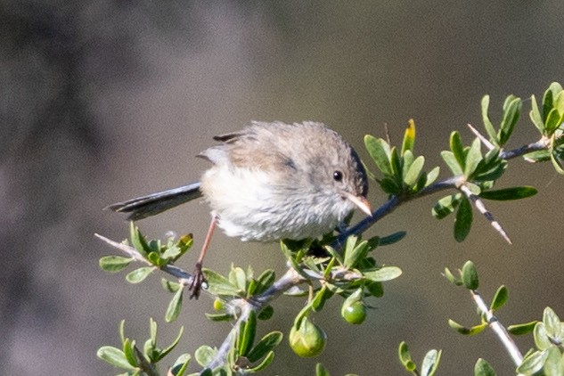 White-winged Fairywren - ML642953220