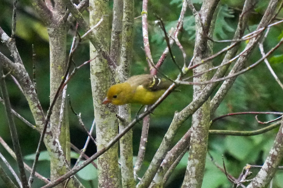 Piranga Carirroja - ML642953222