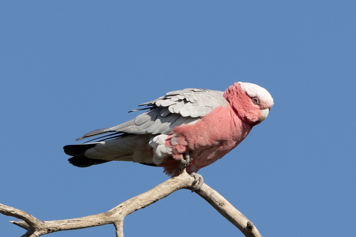 Galah - ML642953224