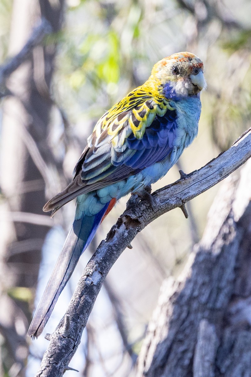 Pale-headed Rosella - ML642953252