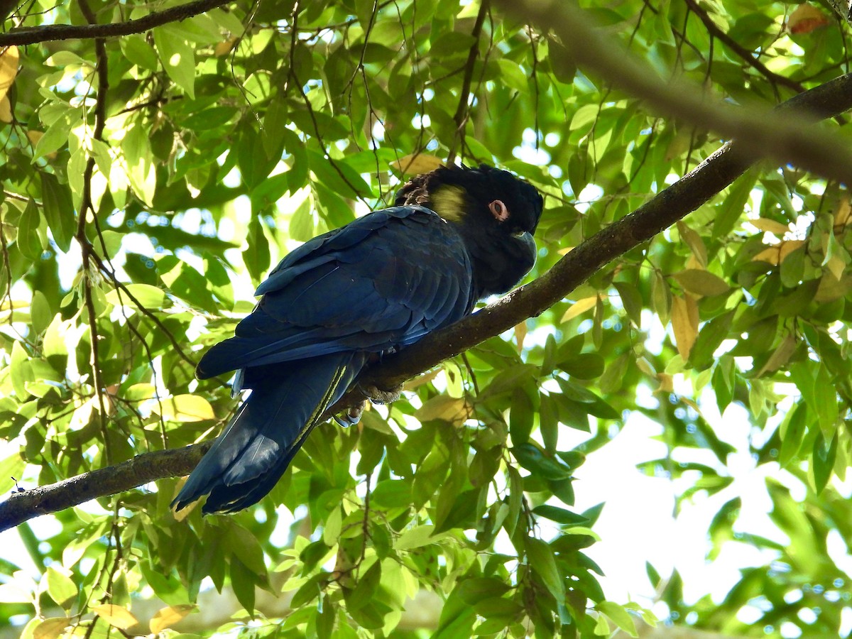 Yellow-tailed Black-Cockatoo - ML642953262