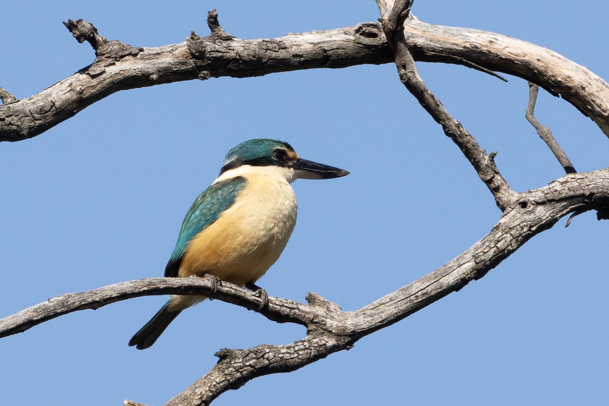 Sacred Kingfisher - ML642953279