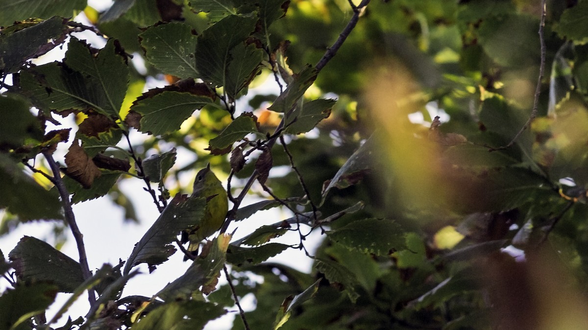 Magnolia Warbler - ML642953280