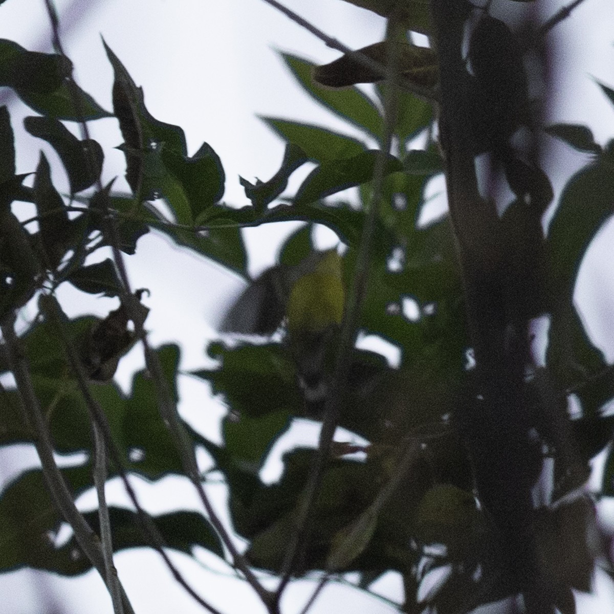 Magnolia Warbler - ML642953281