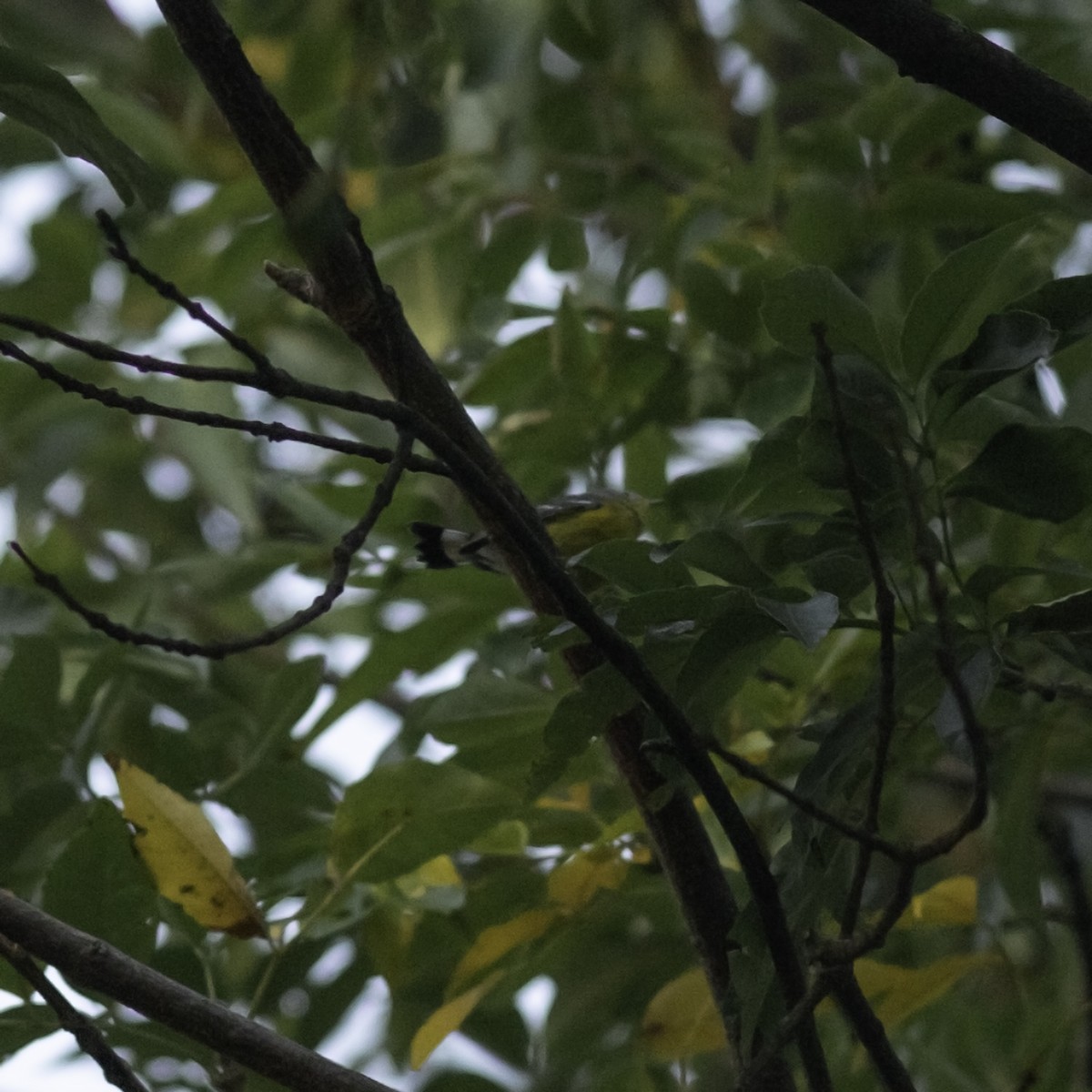Magnolia Warbler - ML642953282