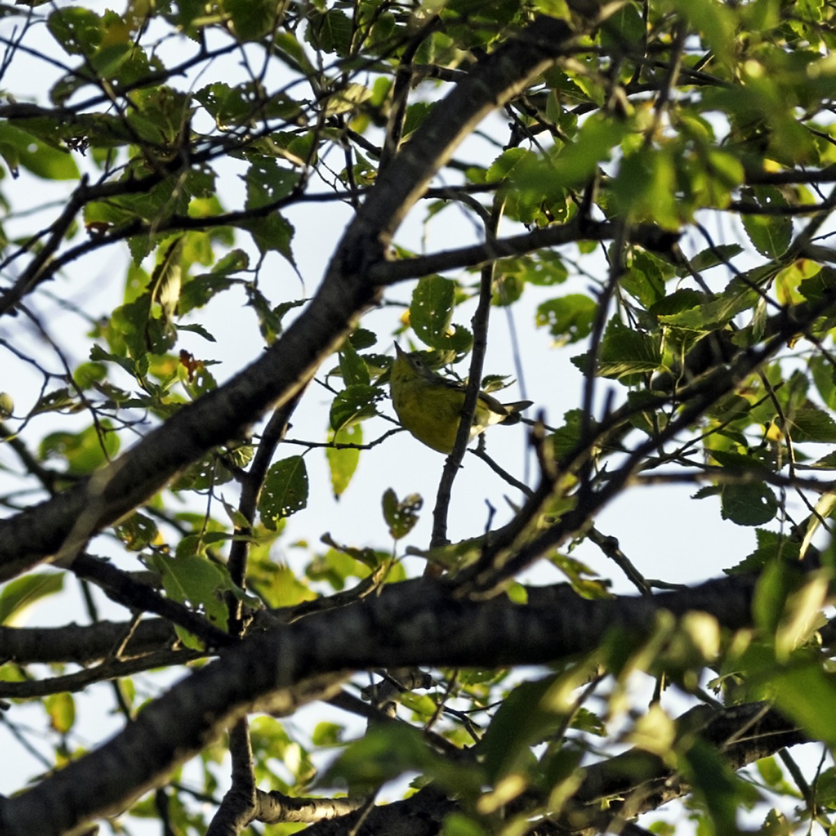 Magnolia Warbler - ML642953283