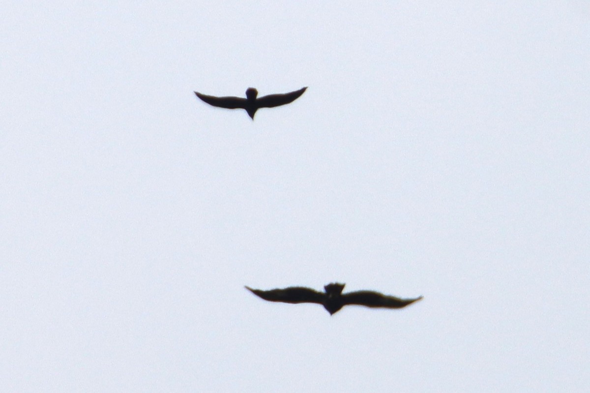 eagle sp. - ML642953285