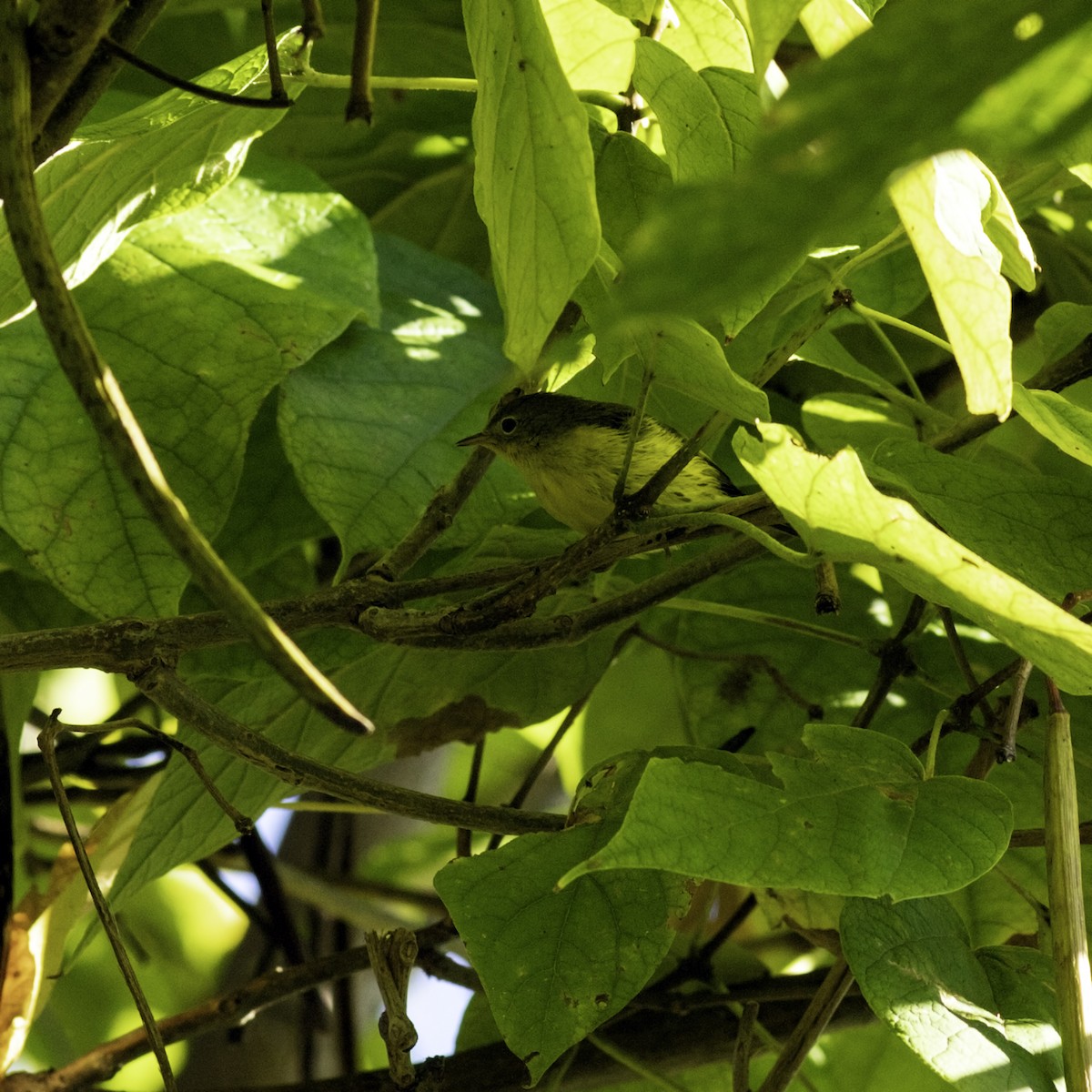 Magnolia Warbler - ML642953286