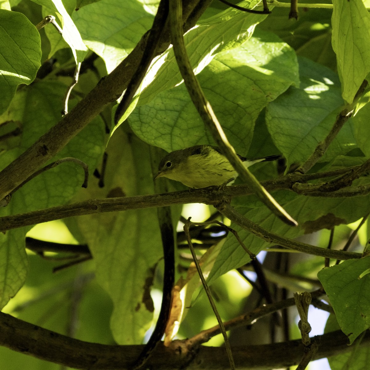 Magnolia Warbler - ML642953287