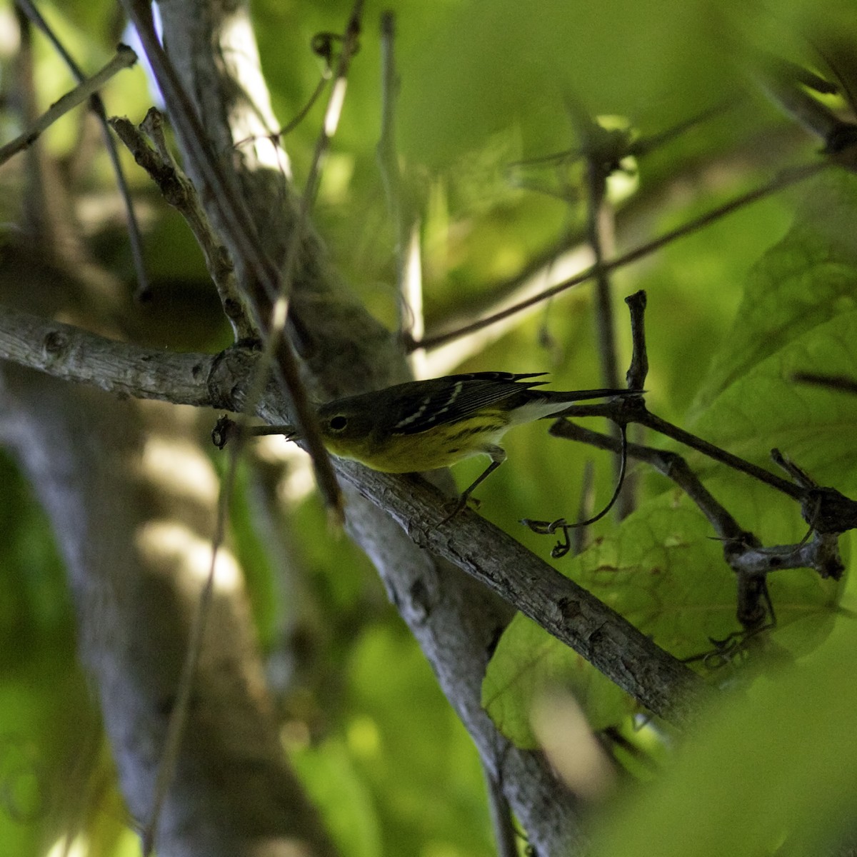 Magnolia Warbler - ML642953288