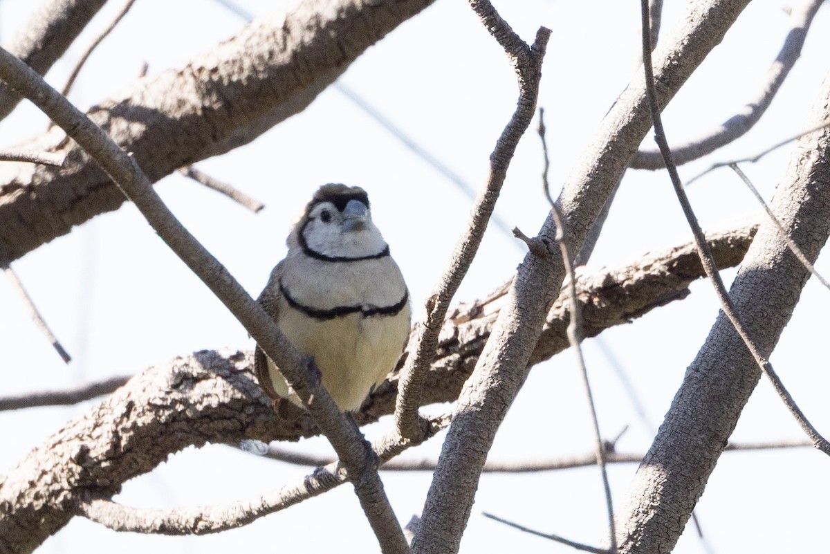 Double-barred Finch - ML642953289