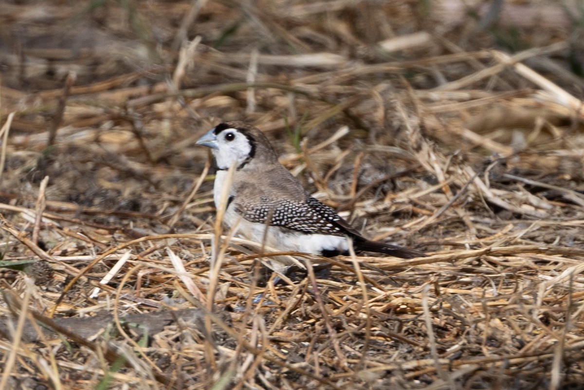Double-barred Finch - ML642953290