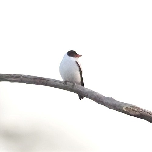 Black-tailed Tityra - ML642953292