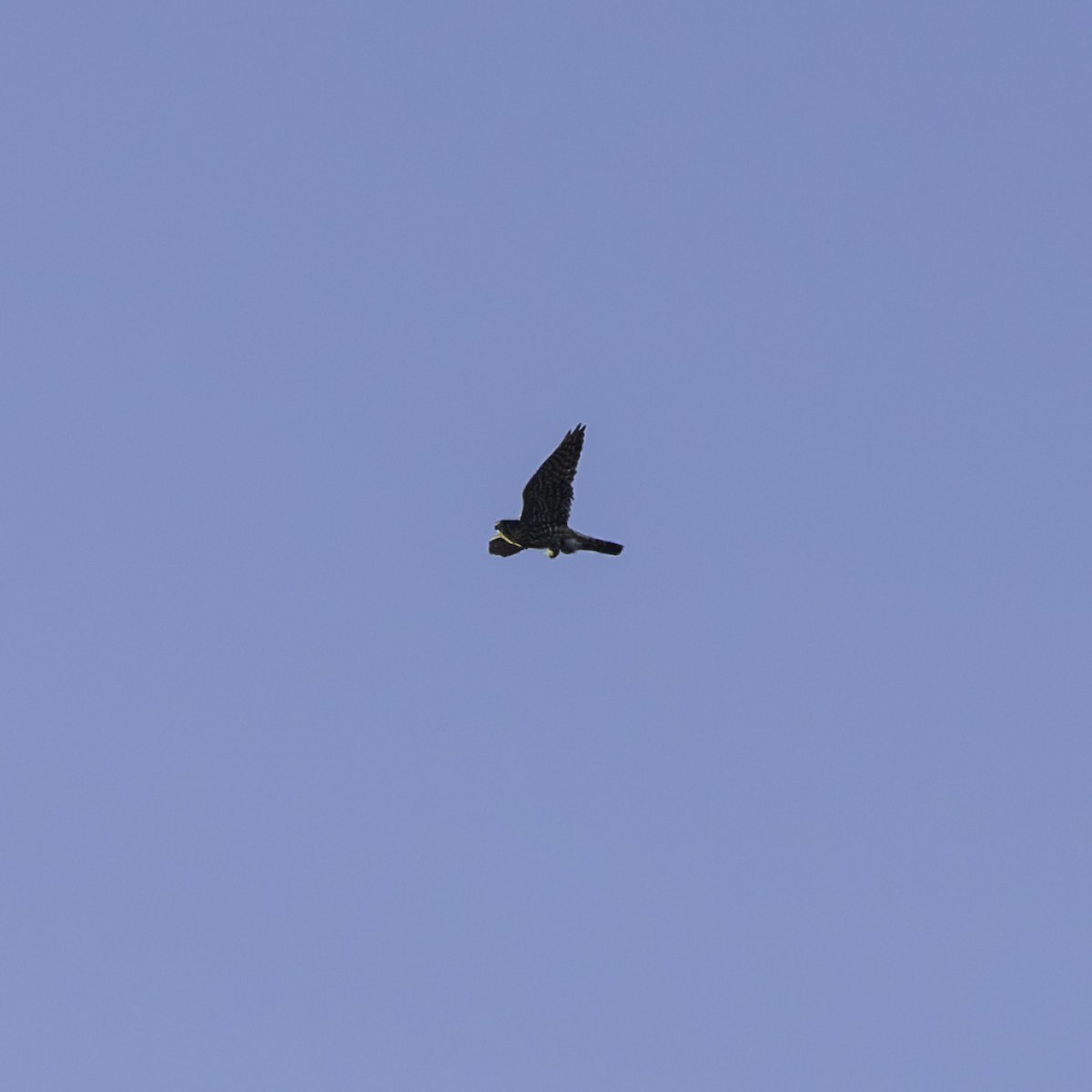 Merlin - ML642953293
