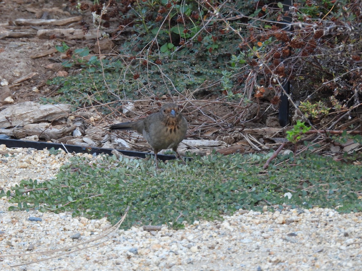 California Towhee - ML642953294
