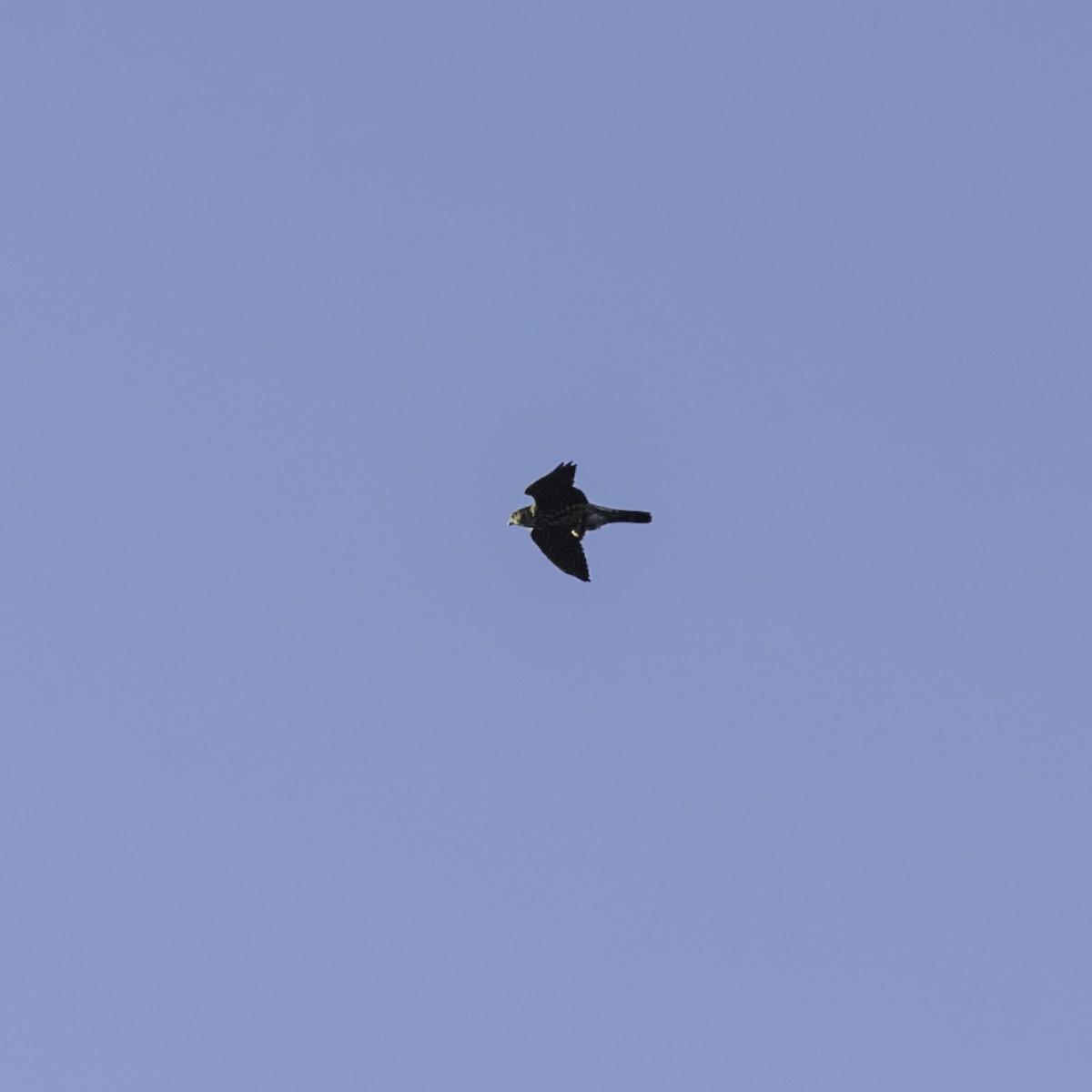 Merlin - ML642953295