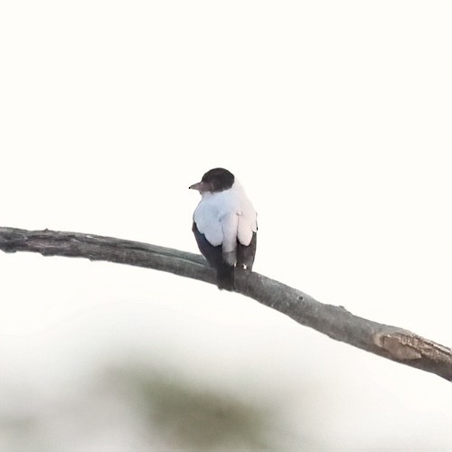 Black-tailed Tityra - ML642953296