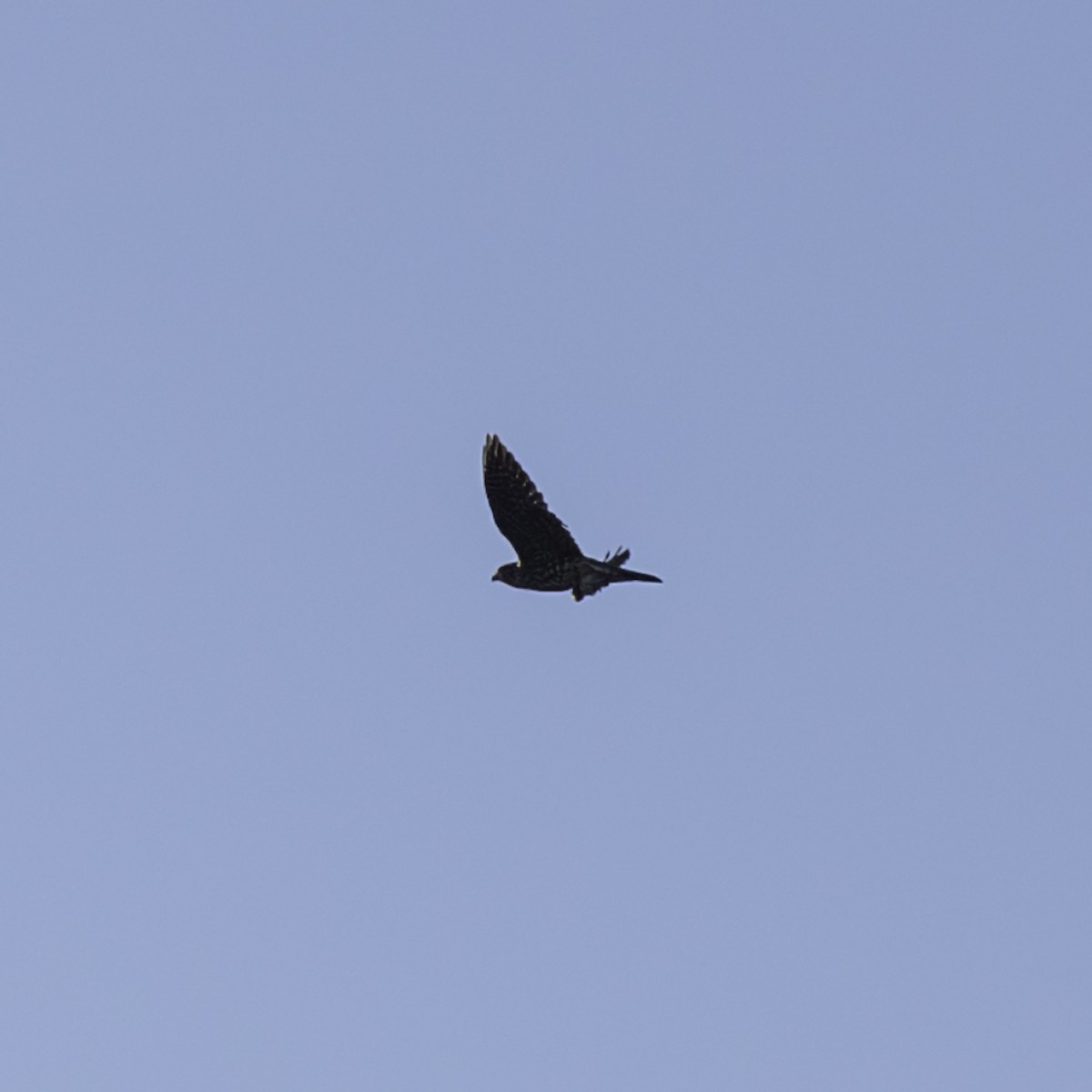 Merlin - ML642953297
