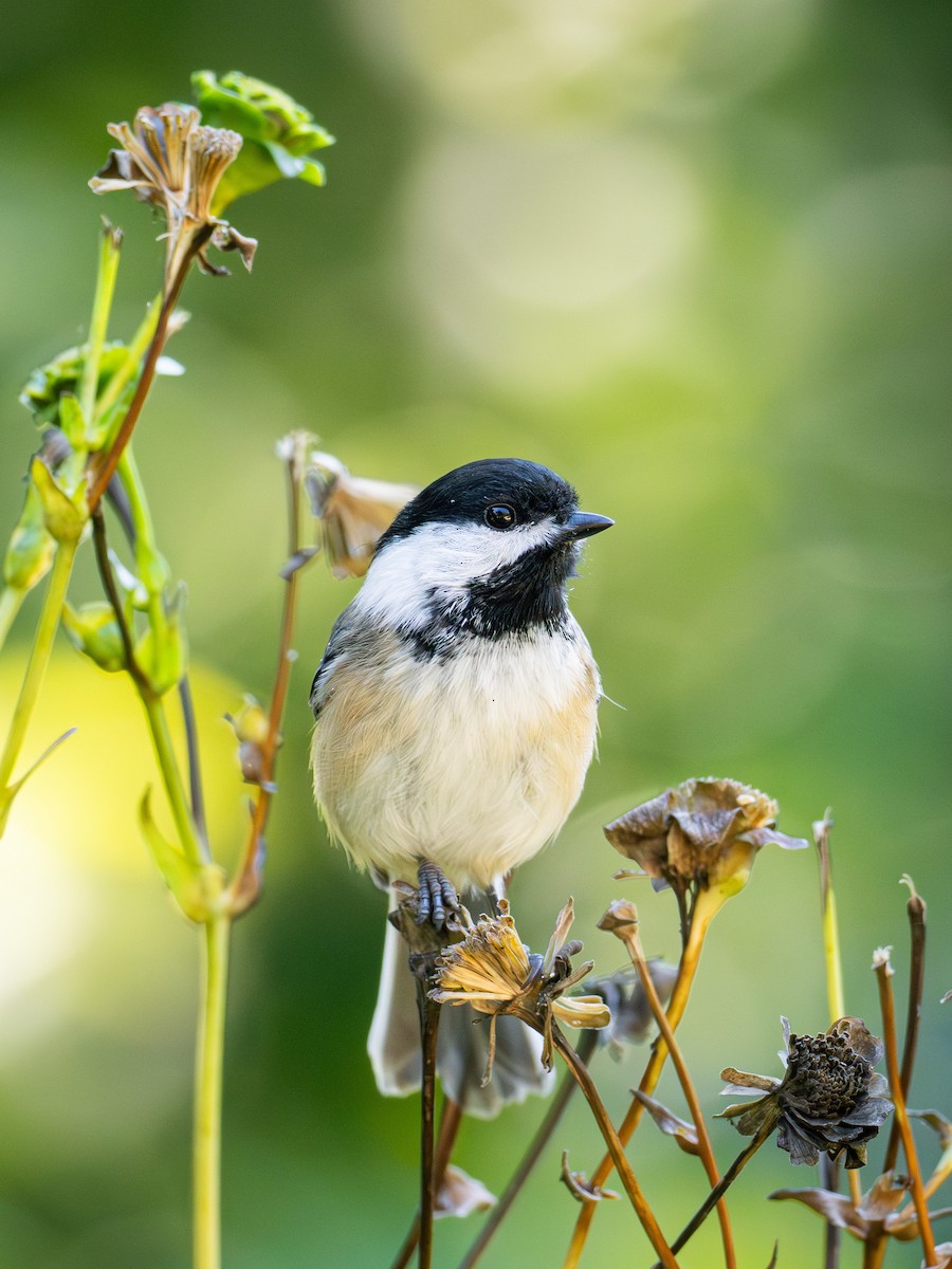 Black-capped Chickadee - ML642953298