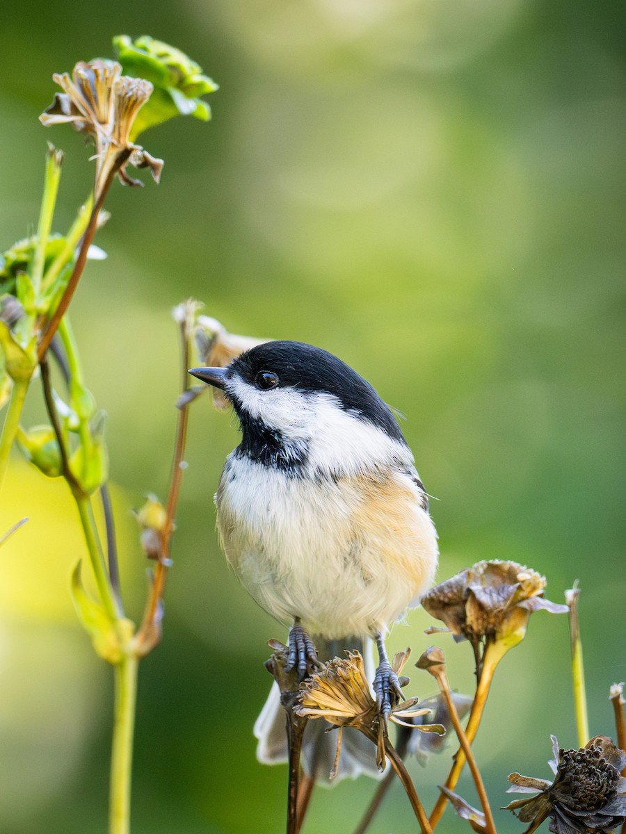 Black-capped Chickadee - ML642953299