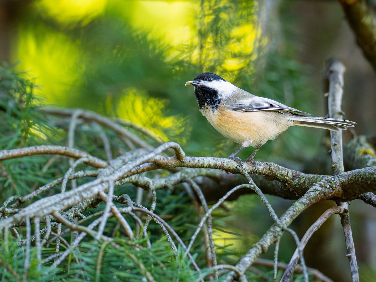 Black-capped Chickadee - ML642953300