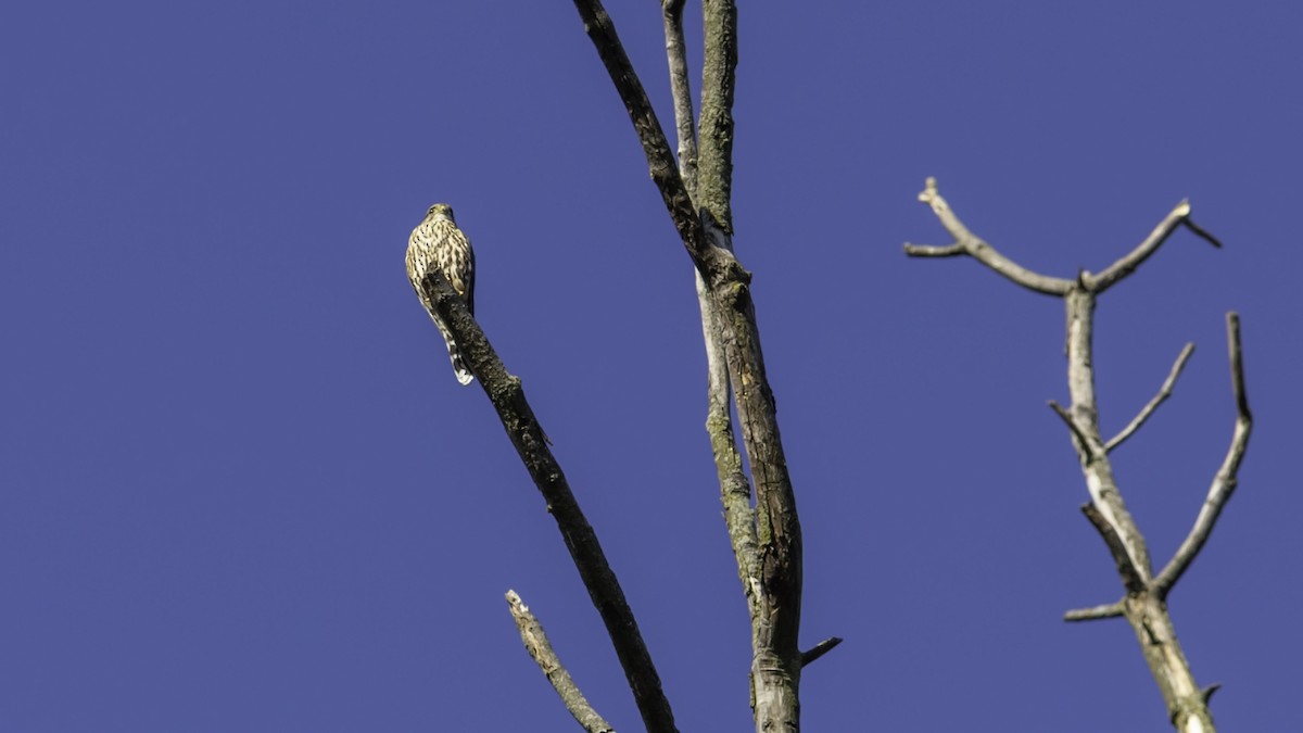Merlin - ML642953301
