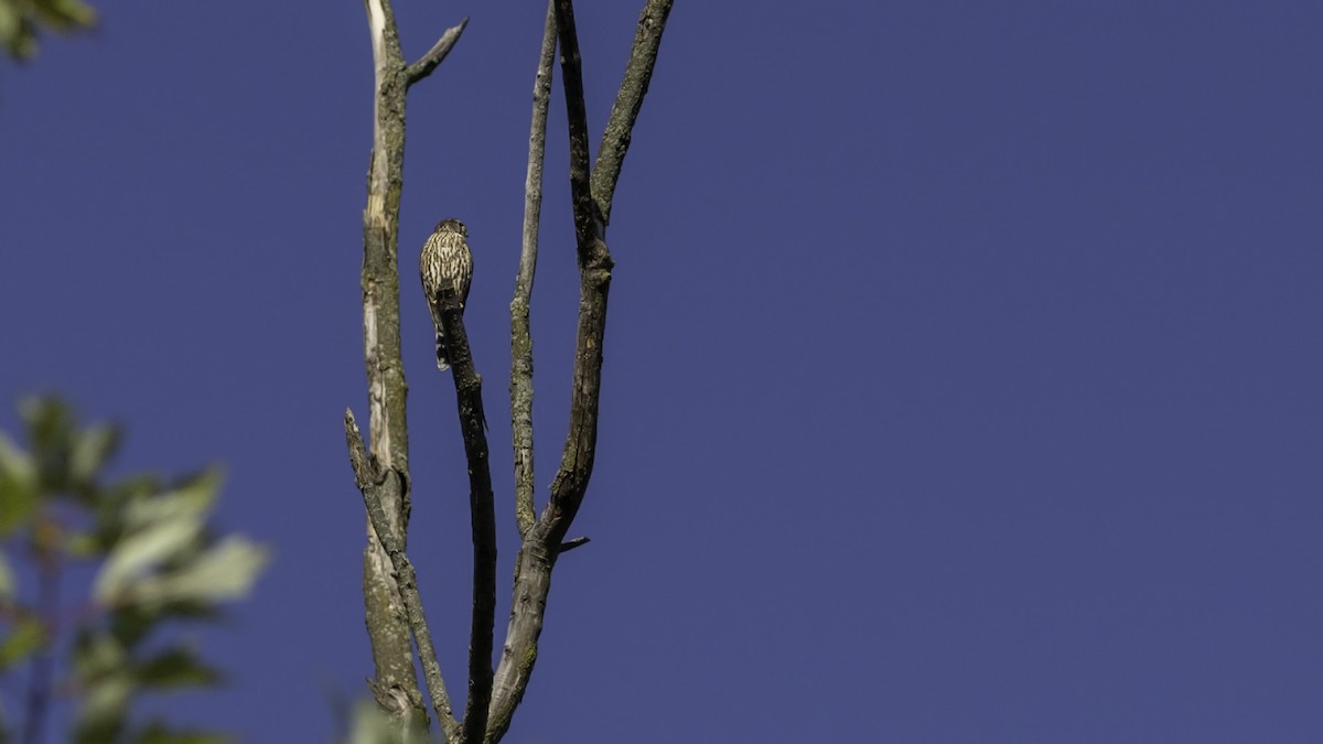 Merlin - ML642953302