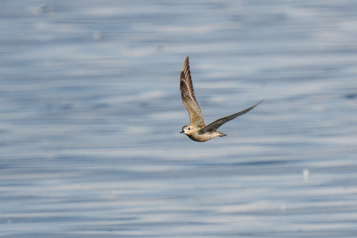 Pacific Golden-Plover - ML642953303