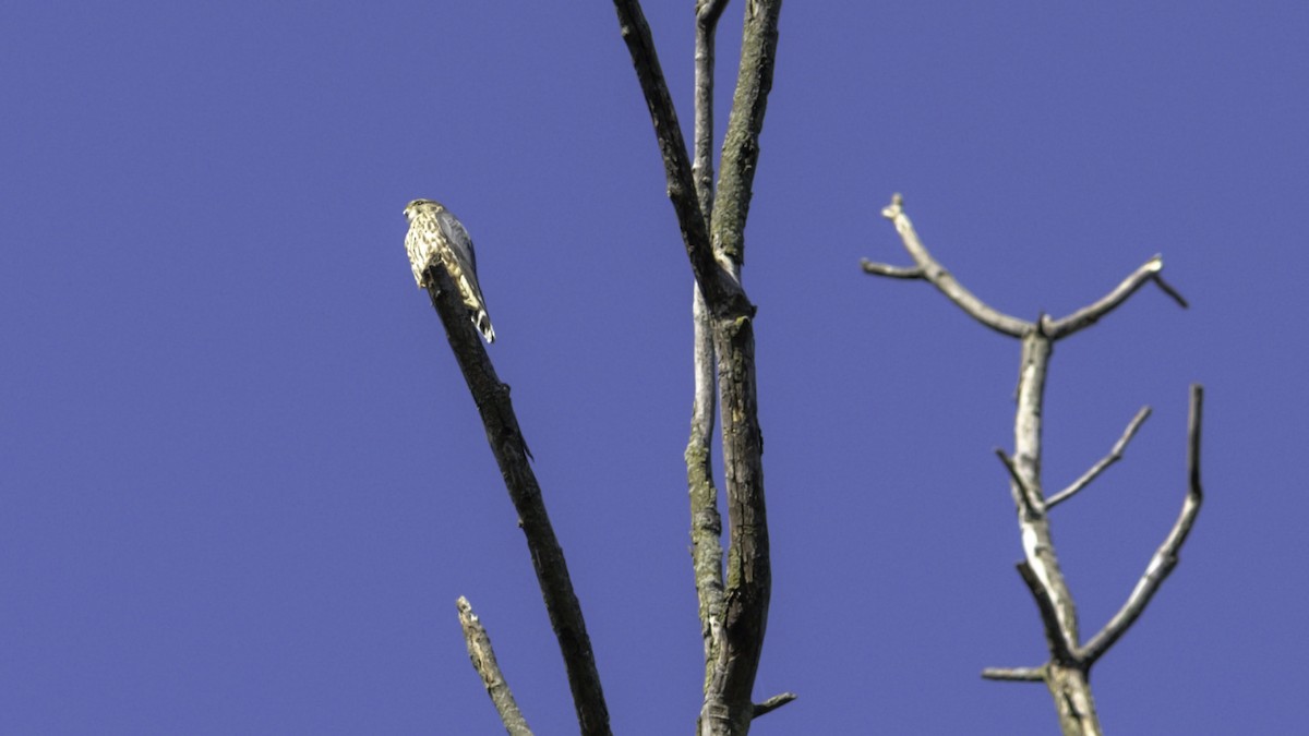 Merlin - ML642953304