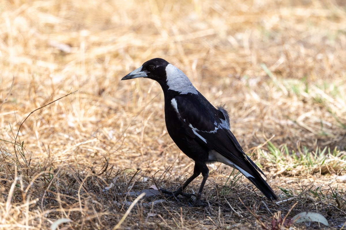 Australian Magpie - ML642953305