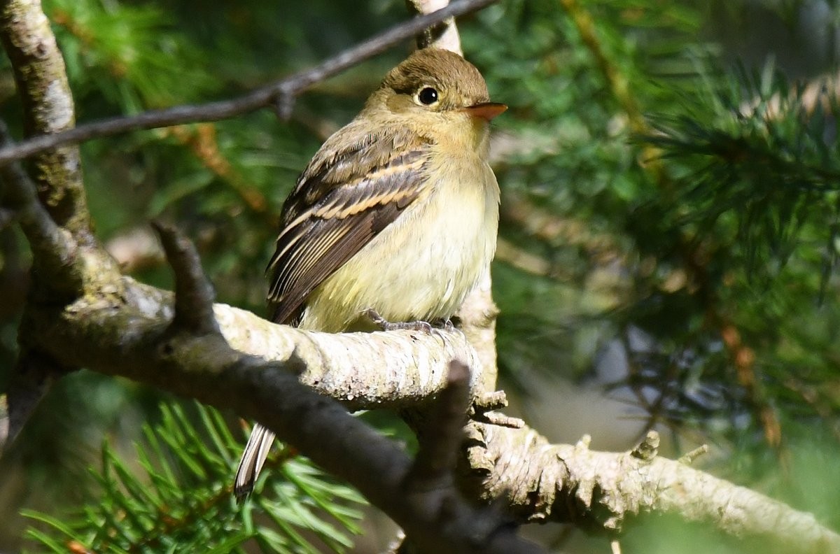Western Flycatcher (Pacific-slope) - ML642953306