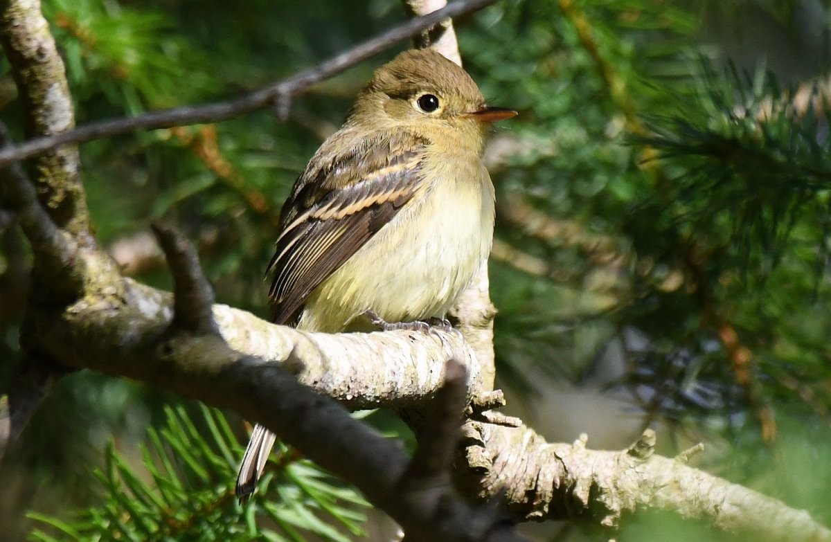 Western Flycatcher (Pacific-slope) - ML642953307