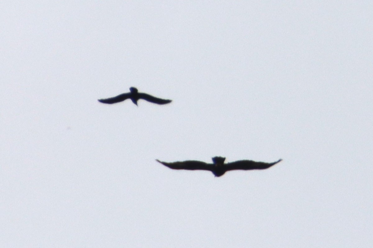 eagle sp. - ML642953309