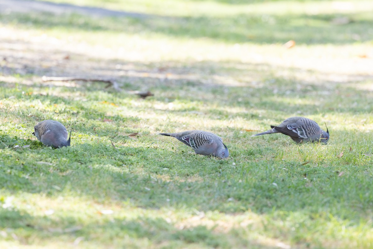 Crested Pigeon - ML642953311