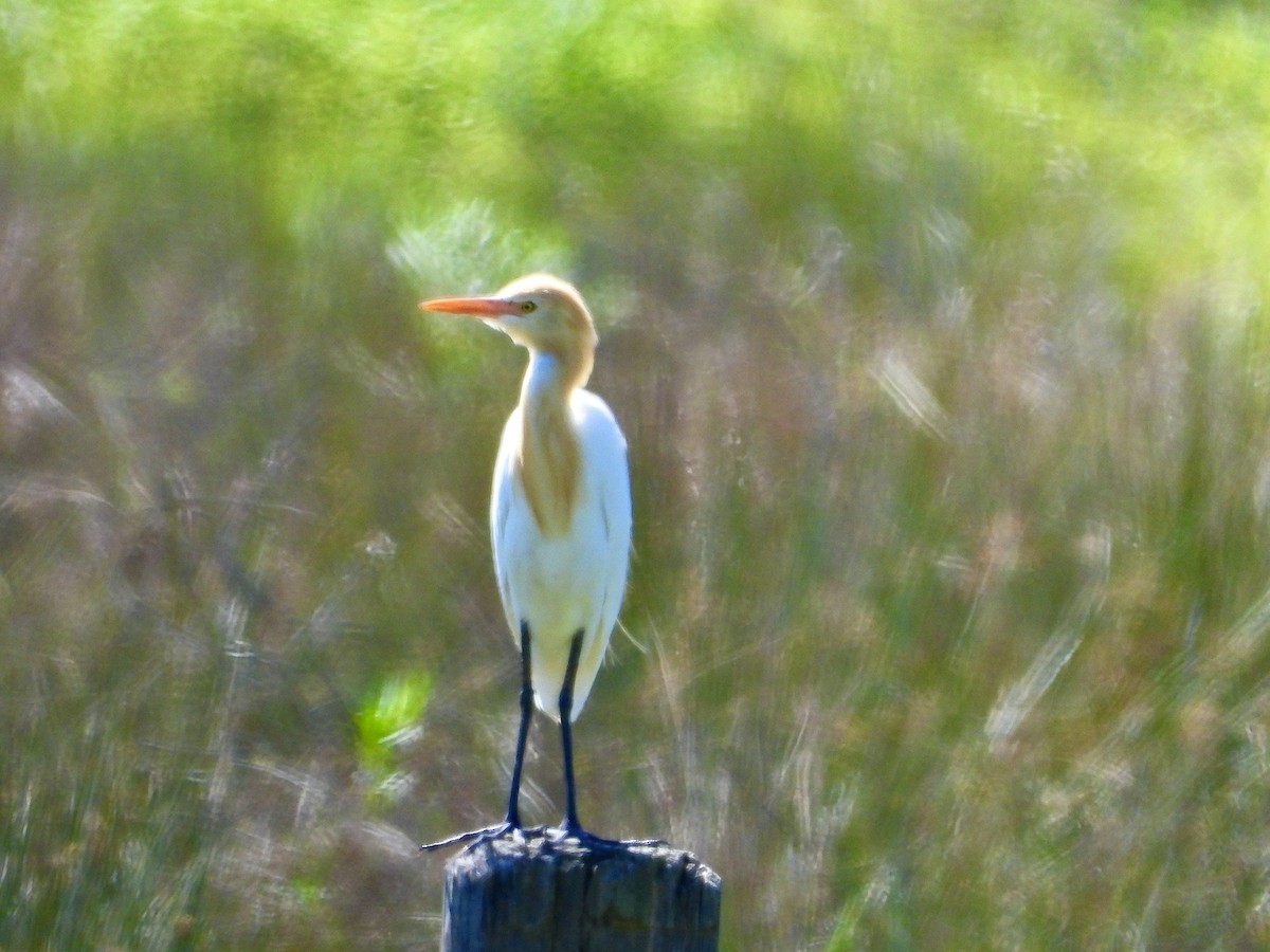 Eastern Cattle-Egret - ML642953314
