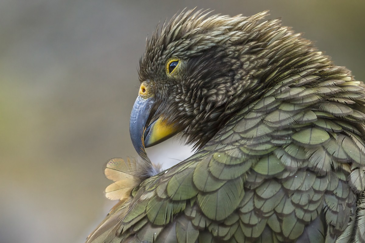 Kea - ML642953325
